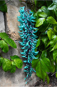 Jadewein Flower seeds for Planting - Cut Flower Favorite, Heirloom & GMO Free Seeds for Home Garden