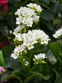 White Kalanchoe Flower seeds for Planting - Low Maintenance, Heirloom & GMO Free Seeds for Home Garden