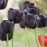 Black Tulip Flower seeds for Planting - Easy to Grow, Heirloom & GMO Free Seeds for Home Garden