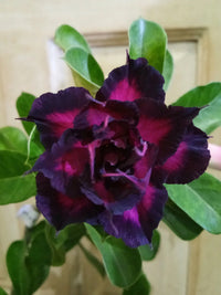 Dark Purple Adenium Flower seeds for Planting - Premium Quality, Heirloom & GMO Free Seeds for Home Garden