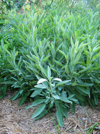 Euphorbia Lathyris Flower seeds for Planting - Long Bloom Season, Heirloom & GMO Free Seeds for Home Garden