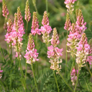 Sainfoin Flower seeds for Planting - Sun Loving, Heirloom & GMO Free Seeds for Home Garden