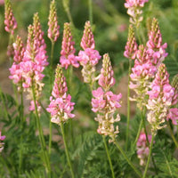 Sainfoin Flower seeds for Planting - Sun Loving, Heirloom & GMO Free Seeds for Home Garden