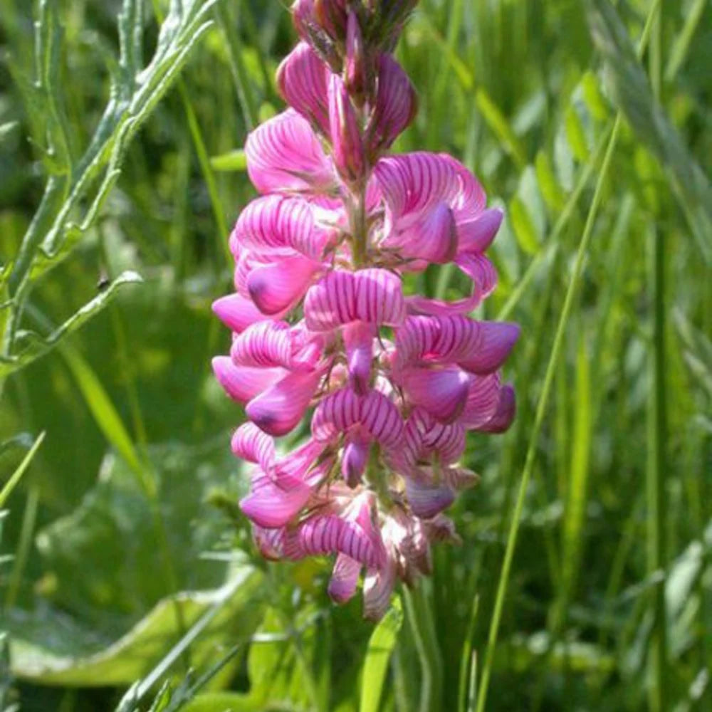 Onobrychis Viciifolia Flower seeds for Planting Sun Loving Heirloom & GMO Free Seeds for Home Garden