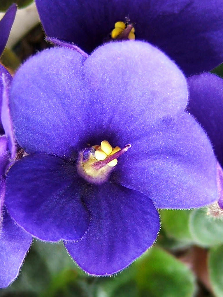 Saintpaulia Ionantha Flower seeds for Planting Fragrant Blossoms Heirloom & GMO Free Seeds for Home Garden