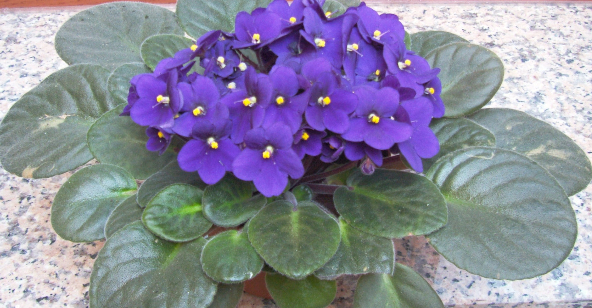 Saintpaulia Ionantha Flower seeds for Planting Fragrant Blossoms Heirloom & GMO Free Seeds for Home Garden