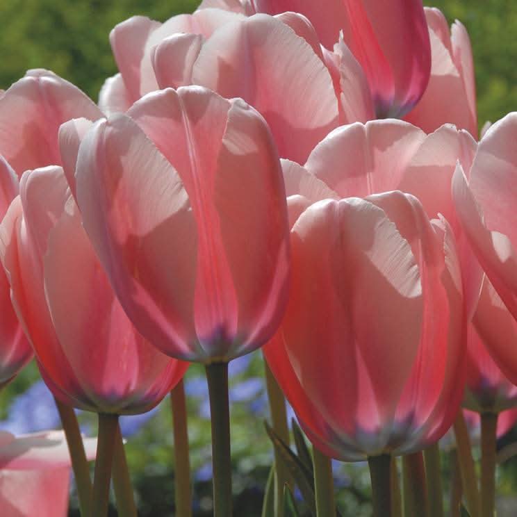 Heirloom Tulip Flower seeds for Planting Garden Favorite Heirloom & GMO Free Seeds for Home Garden