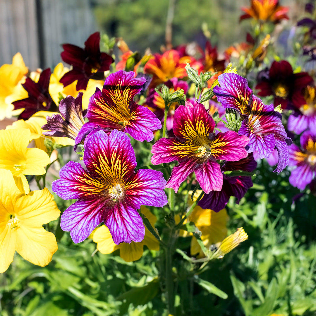 Mixed Salpiglossis Flower seeds for Planting Pollinator Friendly Heirloom & GMO Free Seeds for Home Garden 
 
 Sale