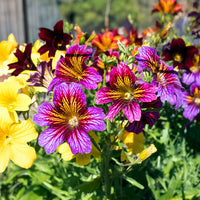 Mixed Salpiglossis Flower seeds for Planting Pollinator Friendly Heirloom & GMO Free Seeds for Home Garden 
 
 Sale