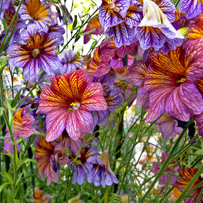 100 Pcs