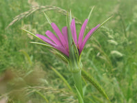 Salsify Edible Flower seeds for Planting Premium Quality Heirloom & GMO Free Seeds for Home Garden