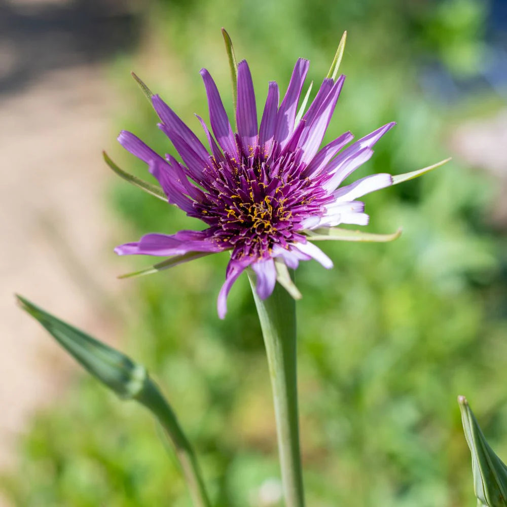 Salsify Edible Flower seeds for Planting Premium Quality Heirloom & GMO Free Seeds for Home Garden