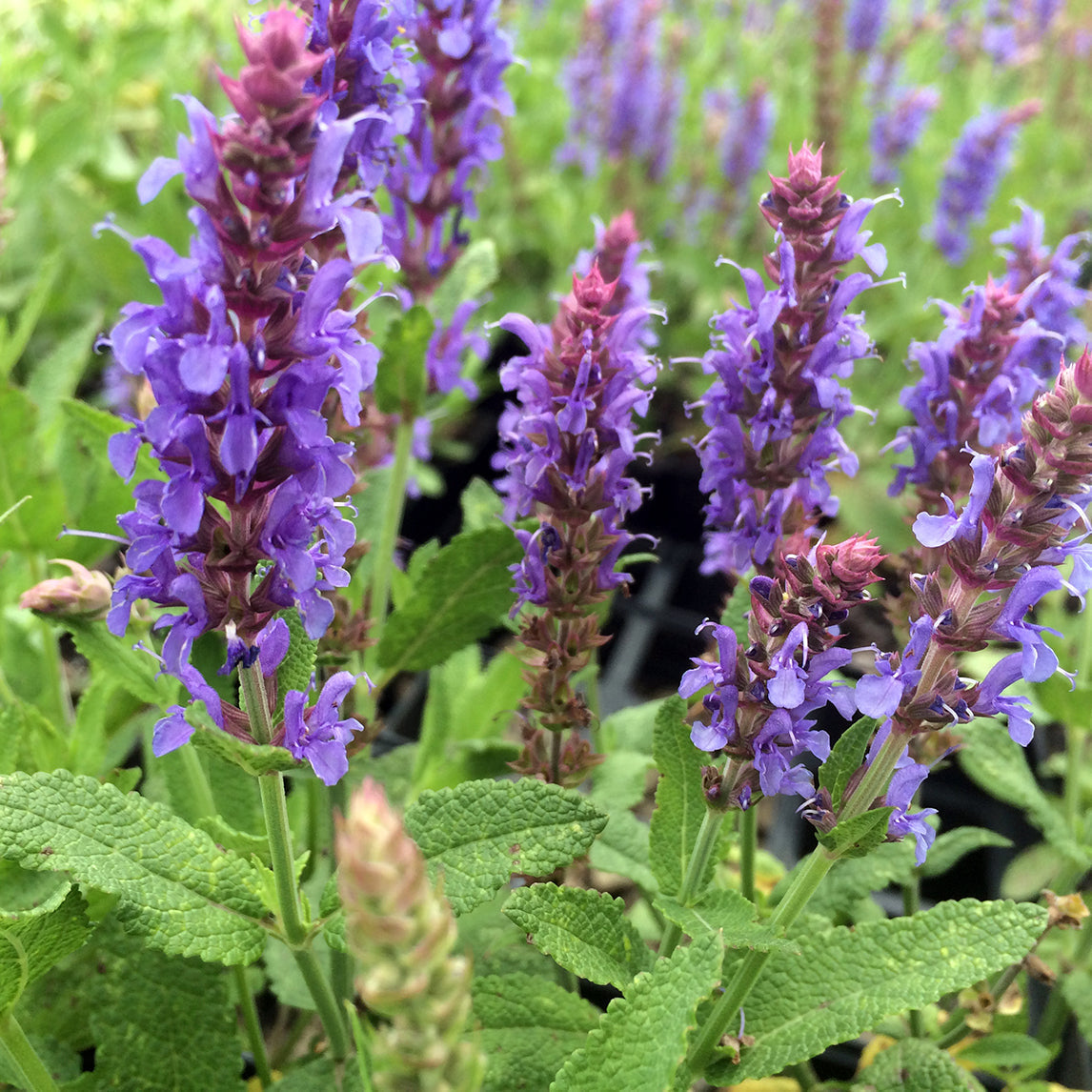 Nemorosa Flower seeds for Planting - Hardy Variety, Heirloom & GMO Free Seeds for Home Garden
 
 Sale for planting in home garden