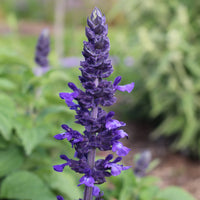 Sage Flower seeds for Planting Hardy Variety Heirloom & GMO Free Seeds for Home Garden 
 
 Sale