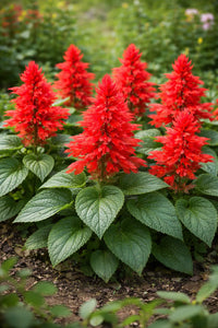 Salvia Sizzler Burgundy Seeds – Drought-Resistant Perennial Sage Flowers