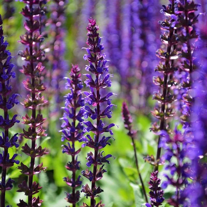Nemorosa Flower seeds for Planting - Hardy Variety, Heirloom & GMO Free Seeds for Home Garden