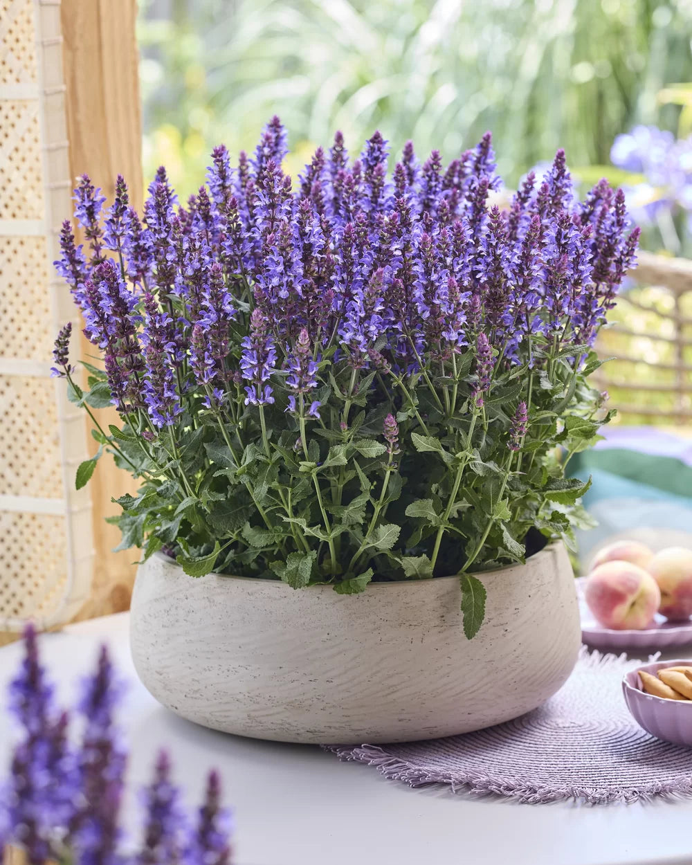 Nemorosa Flower seeds for Planting - Hardy Variety, Heirloom & GMO Free Seeds for Home Garden