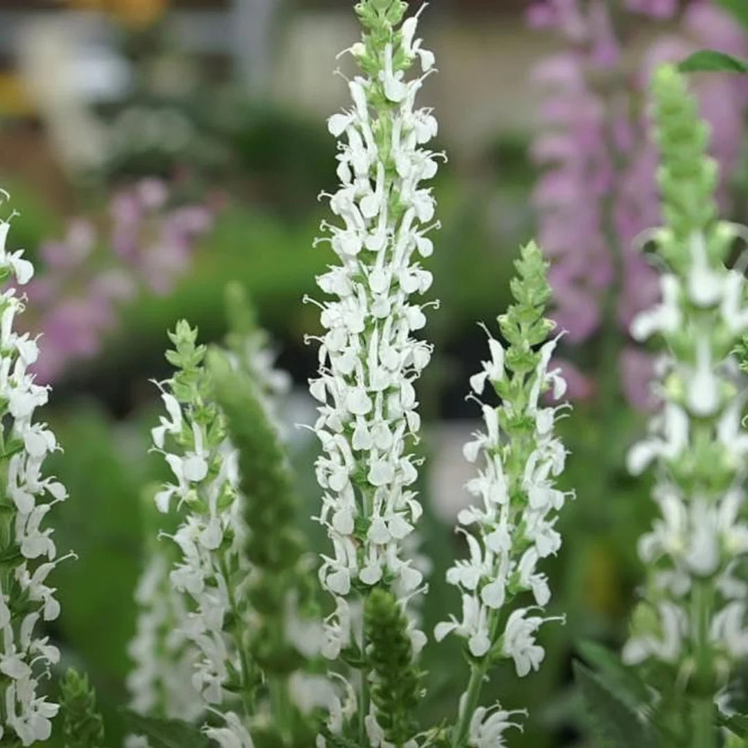 White Sage Flower seeds for Planting Fragrant Blossoms Heirloom & GMO Free Seeds for Home Garden
 
 Sale
