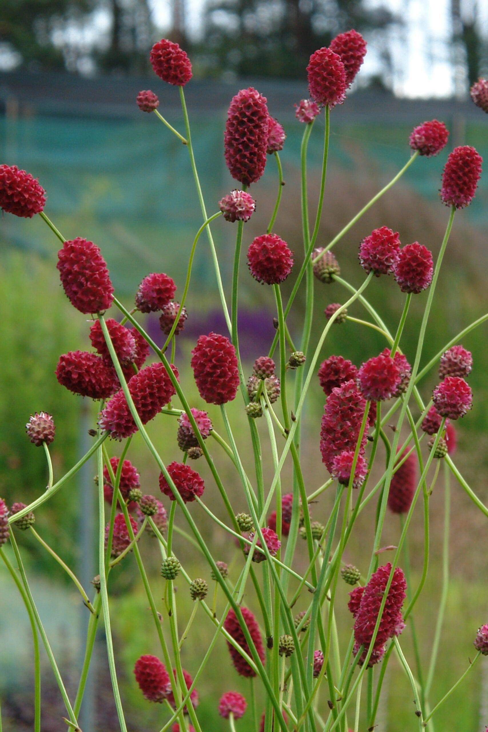 Sanguisorba Flower seeds for Planting Hardy Variety Heirloom & GMO Free Seeds for Home Garden