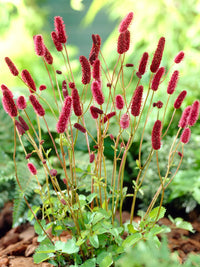 Sanguisorba Flower seeds for Planting Hardy Variety Heirloom & GMO Free Seeds for Home Garden