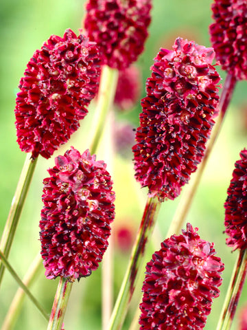 Sanguisorba Officinalis Flower seeds for Planting Sun Loving Heirloom & GMO Free Seeds for Home Garden