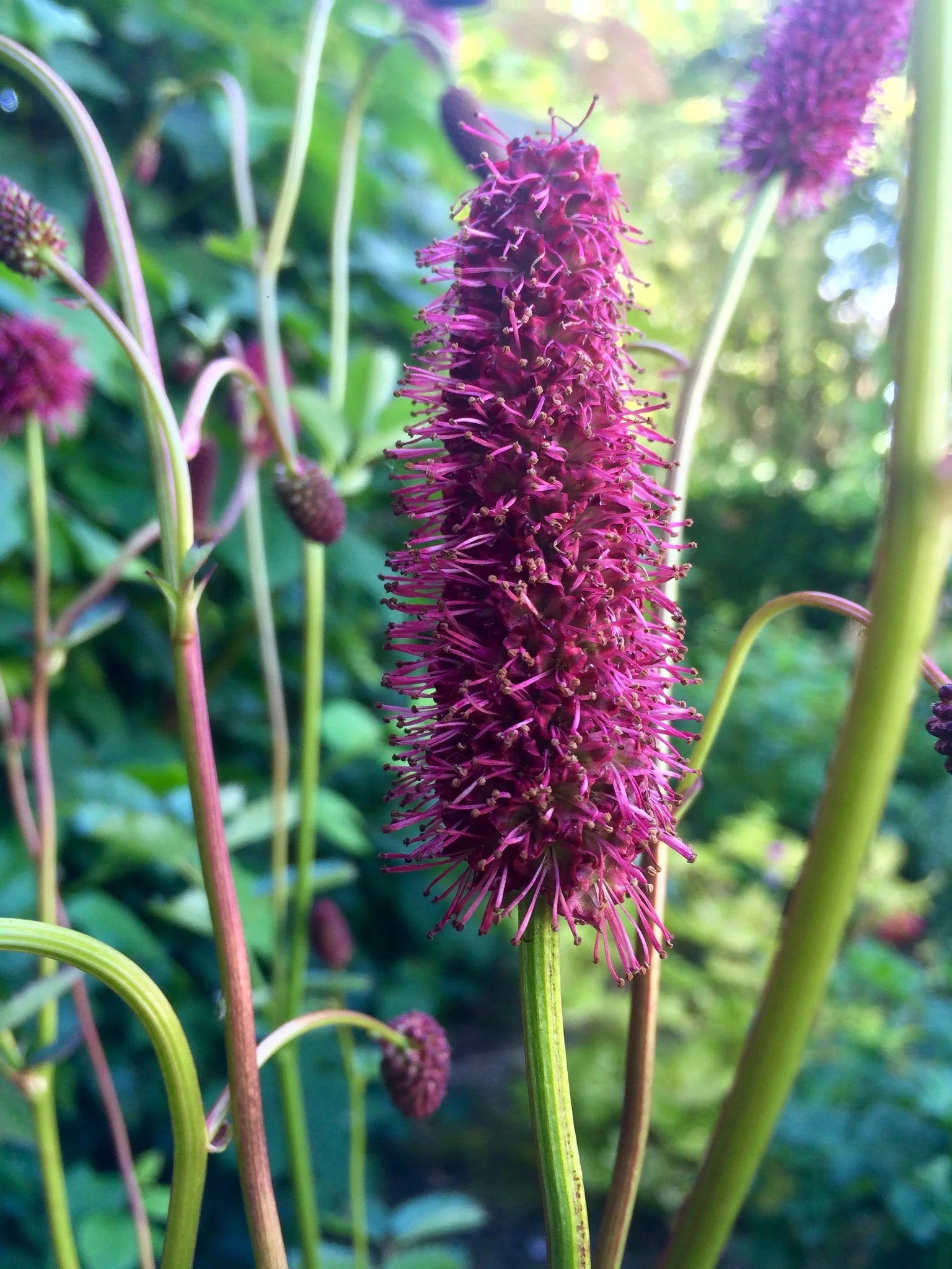 Menzies Burnet Flower seeds for Planting Colorful Display Heirloom & GMO Free Seeds for Home Garden