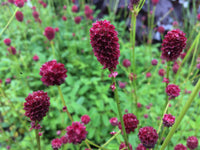 Sanguisorba Officinalis Flower seeds for Planting Sun Loving Heirloom & GMO Free Seeds for Home Garden