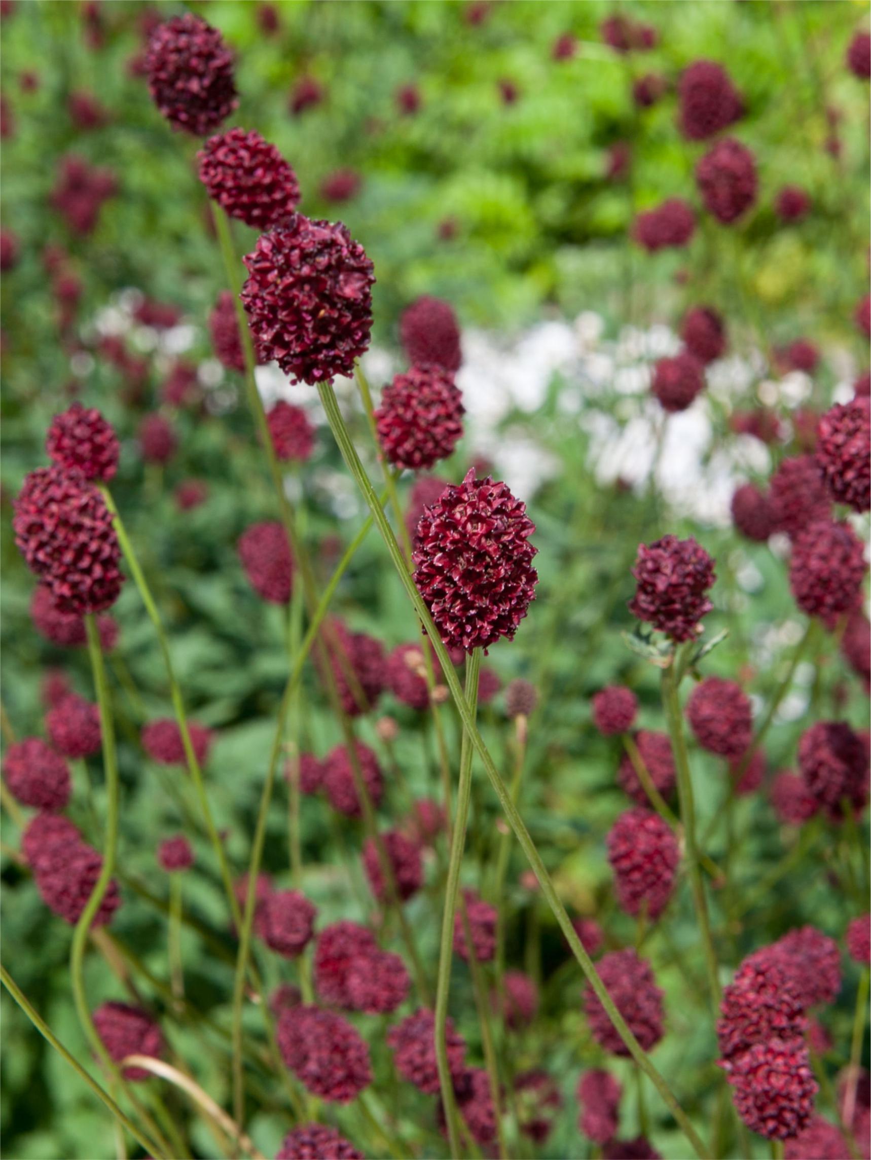 Sanguisorba Flower seeds for Planting Hardy Variety Heirloom & GMO Free Seeds for Home Garden