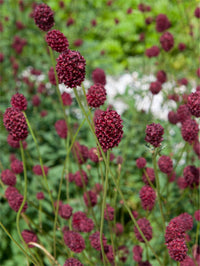 Sanguisorba Flower seeds for Planting Hardy Variety Heirloom & GMO Free Seeds for Home Garden