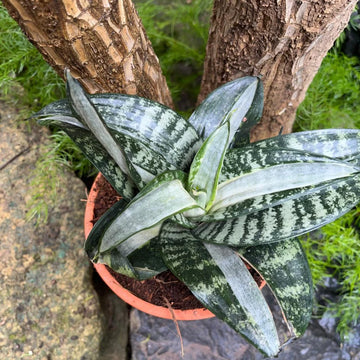 Silver Sansevieria for Garden Long Bloom Season Heirloom & GMO Free Seeds for Home Garden
 
 Sale