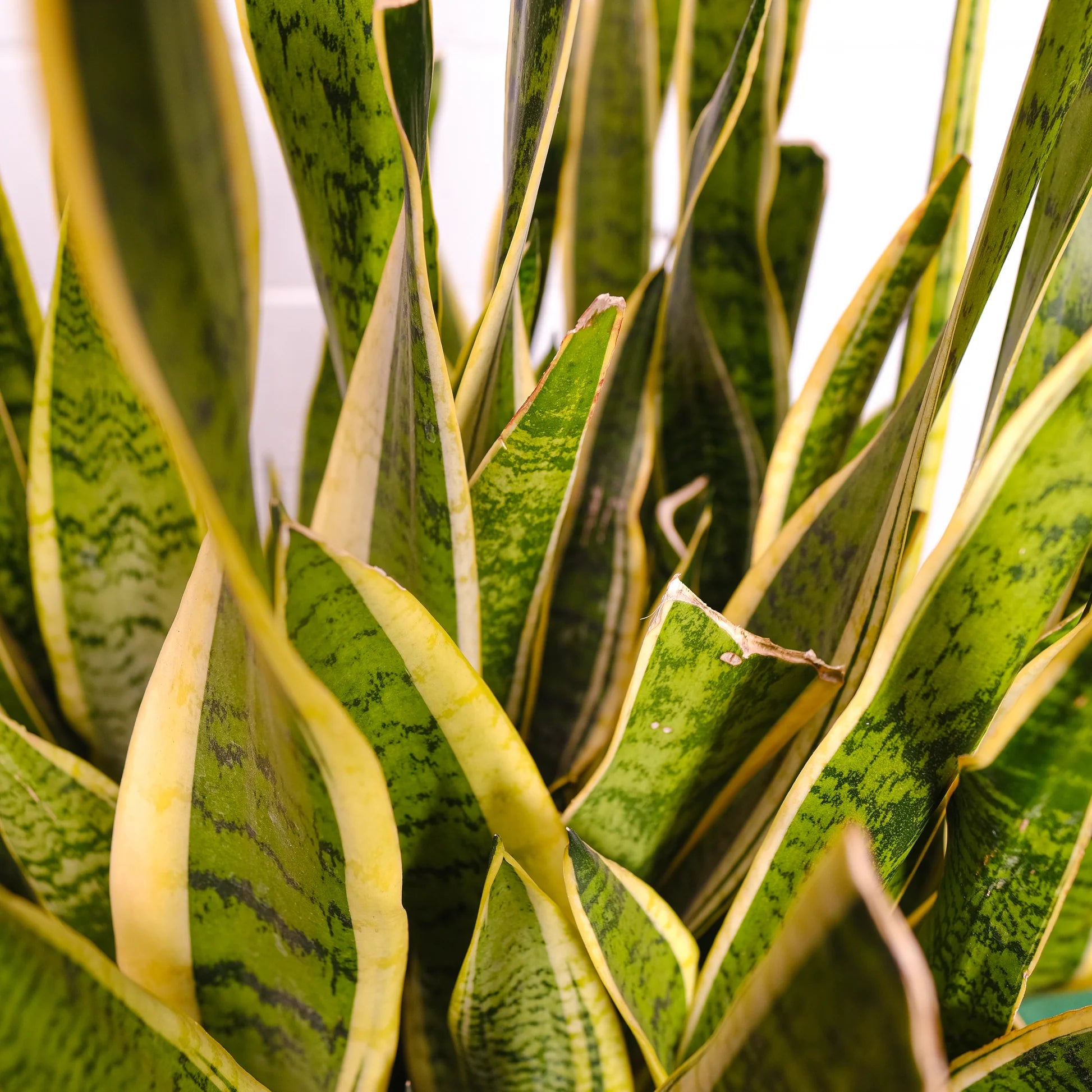 Yellow Green Sansevieria for Planting Garden Favorite Heirloom & GMO Free Seeds for Home Garden
 
 Sale
