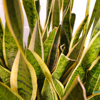 Yellow Green Sansevieria for Planting Garden Favorite Heirloom & GMO Free Seeds for Home Garden
 
 Sale