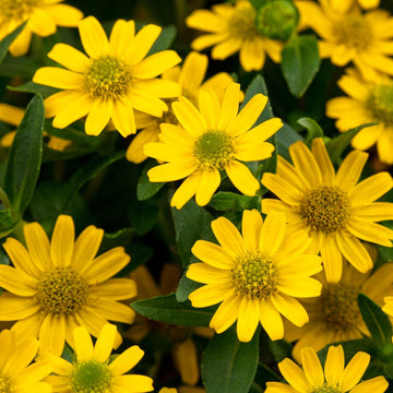 Yellow Sanvitalia Flower seeds for Planting - Shade Tolerant, Heirloom & GMO Free Seeds for Home Garden
 
 Sale for planting in home garden