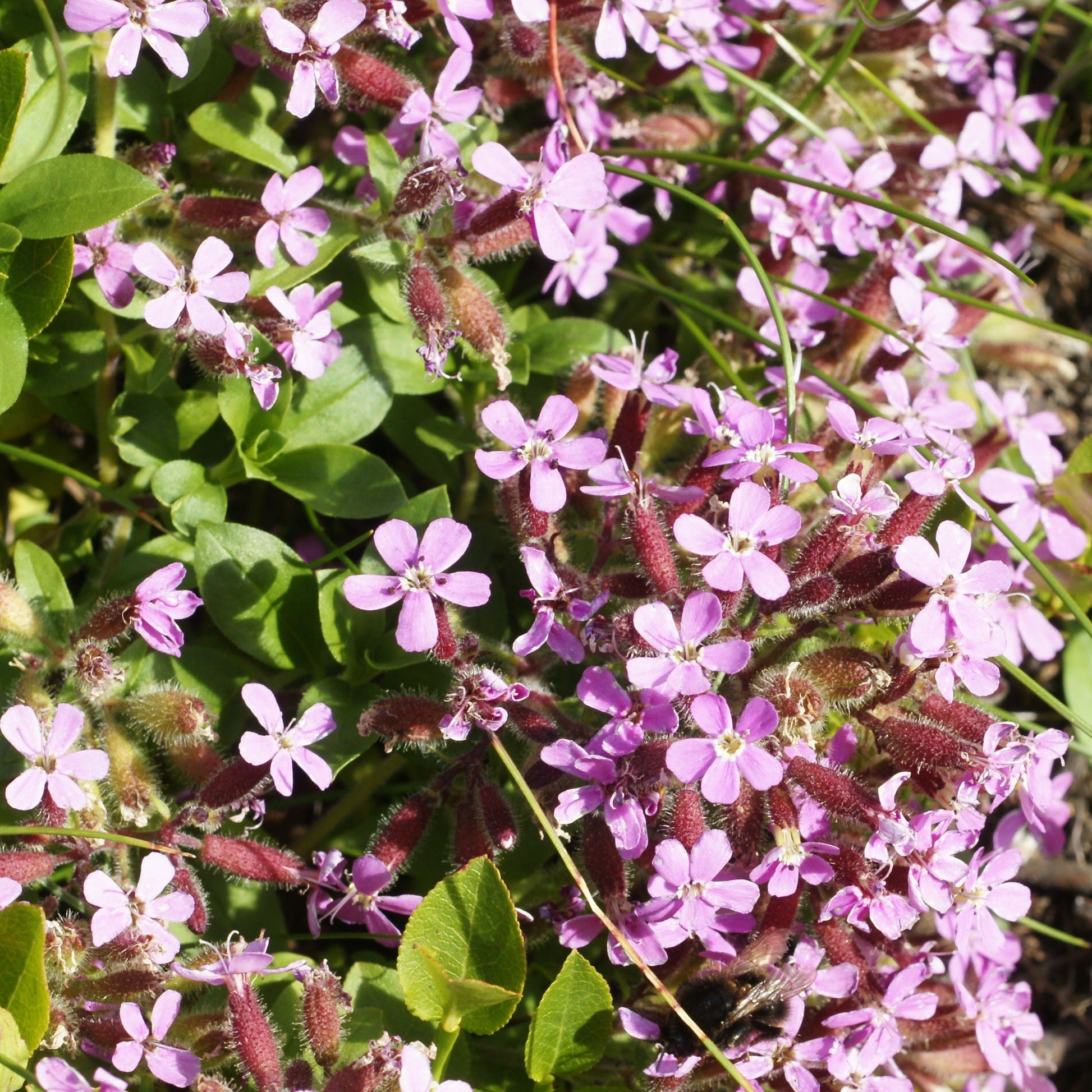 Violet Saponaria Flower seeds for Planting - Hardy Variety, Heirloom & GMO Free Seeds for Home Garden
