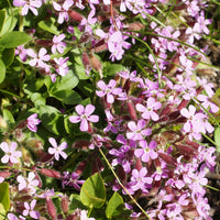 Violet Saponaria Flower seeds for Planting - Hardy Variety, Heirloom & GMO Free Seeds for Home Garden