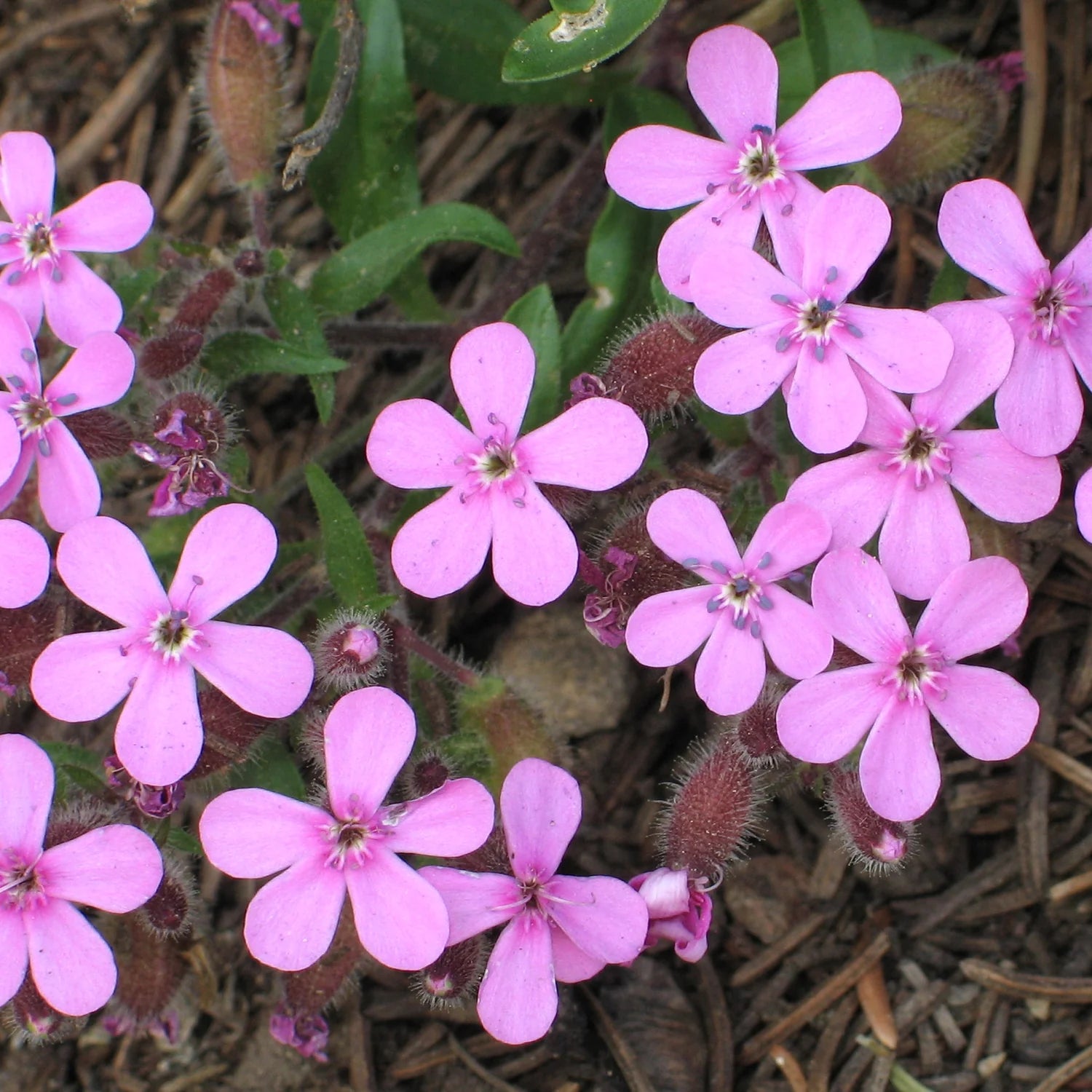 Saponaria Flower seeds for Planting Sun Loving Heirloom & GMO Free Seeds for Home Garden