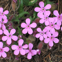 Saponaria Flower seeds for Planting Sun Loving Heirloom & GMO Free Seeds for Home Garden
