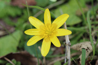 Celandine Flower seeds for Planting Pollinator Friendly Heirloom & GMO Free Seeds for Home Garden 
 
 Sale