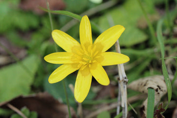 Celandine Flower seeds for Planting Pollinator Friendly Heirloom & GMO Free Seeds for Home Garden 
 
 Sale