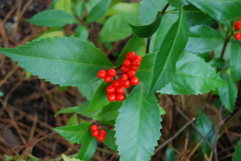 Sarcandra Glabra Flower seeds for Planting Cut Flower Favorite Heirloom & GMO Free Seeds for Home Garden