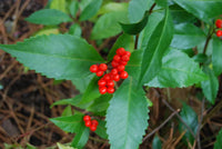 Sarcandra Glabra Flower seeds for Planting Cut Flower Favorite Heirloom & GMO Free Seeds for Home Garden