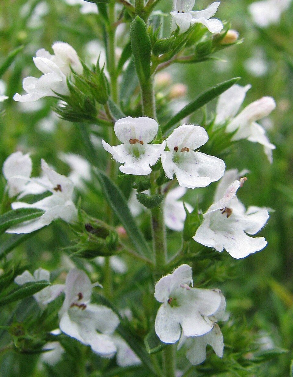 Satureja Montana Flower seeds for Planting - Shade Tolerant, Heirloom & GMO Free Seeds for Home Garden
