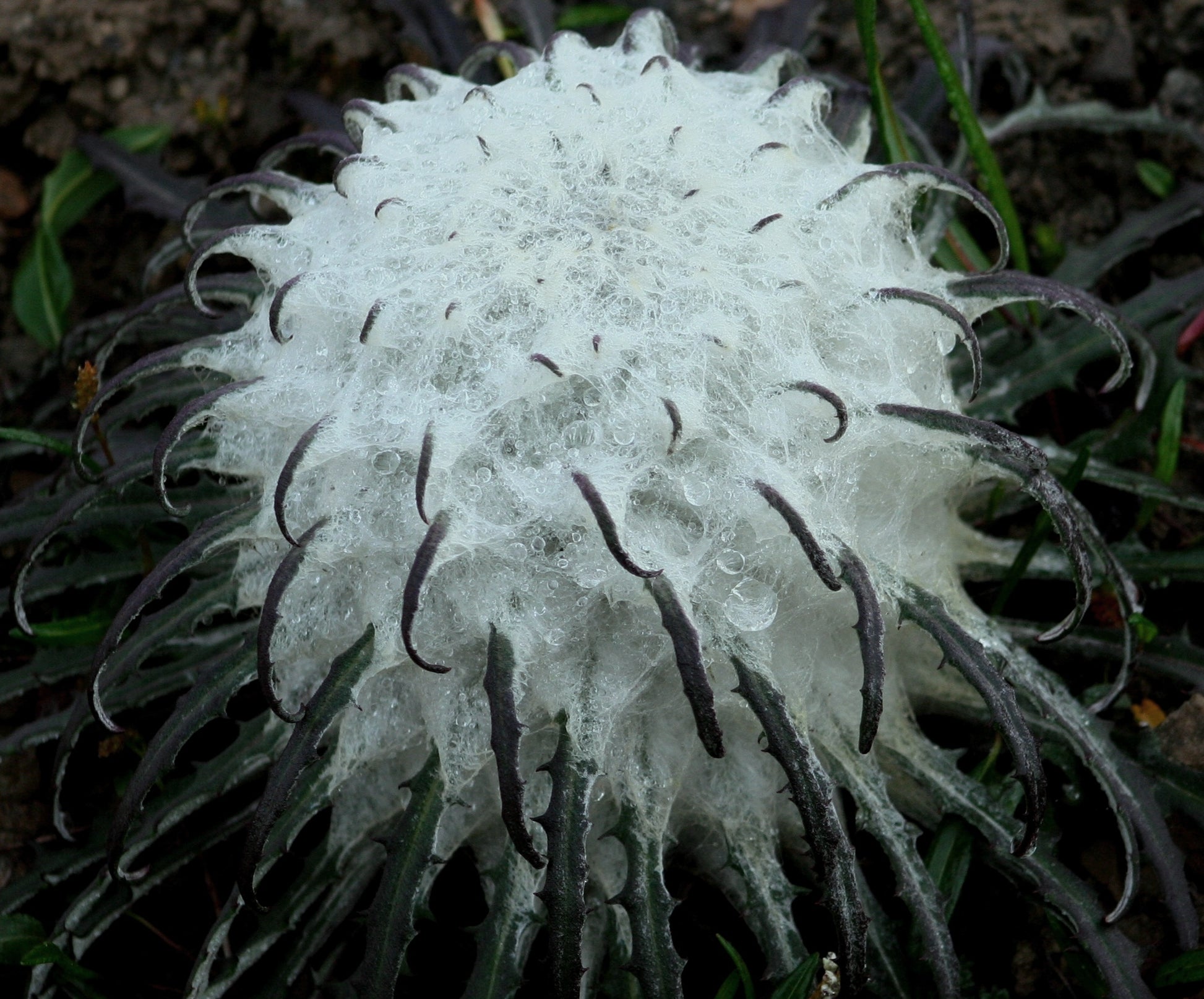 Saussurea Flower seeds for Planting Premium Quality Heirloom & GMO Free Seeds for Home Garden 
 
 Sale