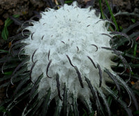 Saussurea Flower seeds for Planting Premium Quality Heirloom & GMO Free Seeds for Home Garden 
 
 Sale