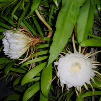 White Epiphyllum Oxypetalum Flower seeds for Planting Cottage Garden Essential Heirloom & GMO Free Seeds for Home Garden 
 
 Sale