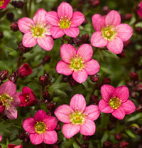 Pink Saxifraga Flower seeds for Planting Colorful Display Heirloom & GMO Free Seeds for Home Garden 
 
 Sale