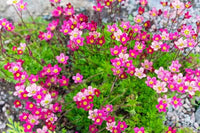 Saxifraga Pink Flower seeds for Planting - Garden Favorite, Heirloom & GMO Free Seeds for Home Garden