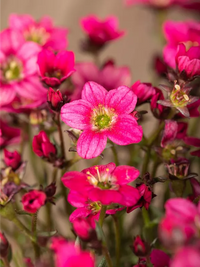 Saxifrage Rose Flower Seeds for Planting - Vibrant Garden Blooms