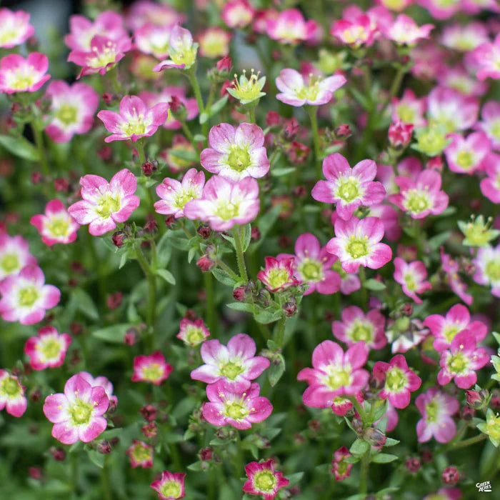 Light Pink Saxifraga Flower seeds for Planting - Long Bloom Season, Heirloom & GMO Free Seeds for Home Garden