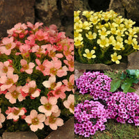 Saxifraga Mossi Seeds - Enhance Your Garden Planting Flower